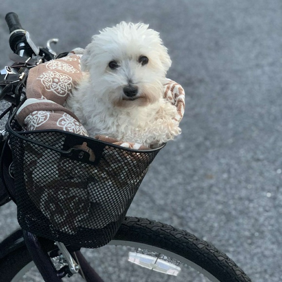 Meet your Posher, Shona - Picture 1 of 1